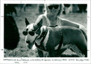 Dogs - Vintage Photograph