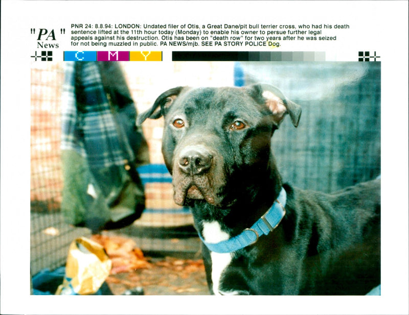 Dog - Vintage Photograph