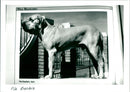 Fila Brasileiro - Vintage Photograph