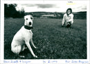 Dogs - Vintage Photograph