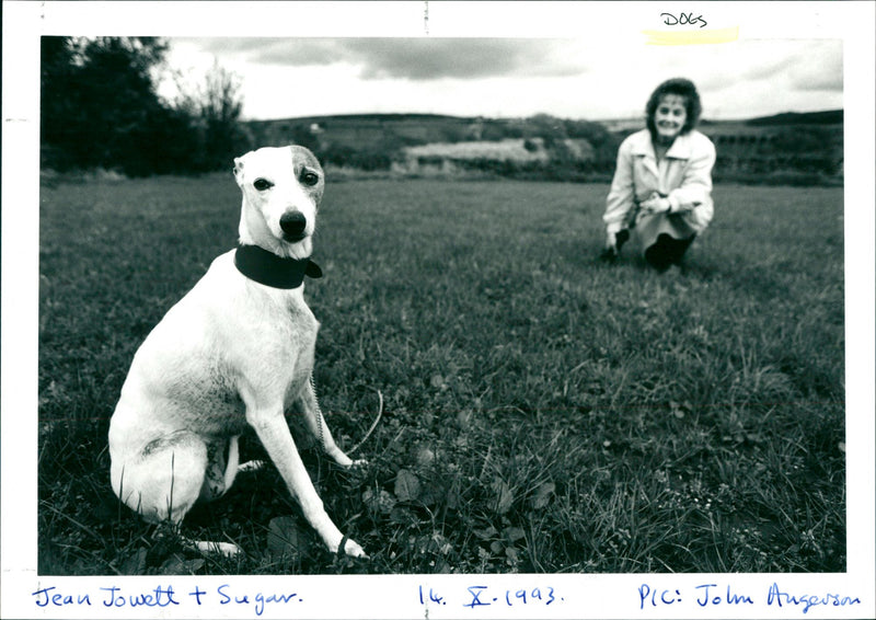 Dogs - Vintage Photograph