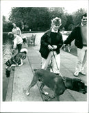 Dogs - Vintage Photograph