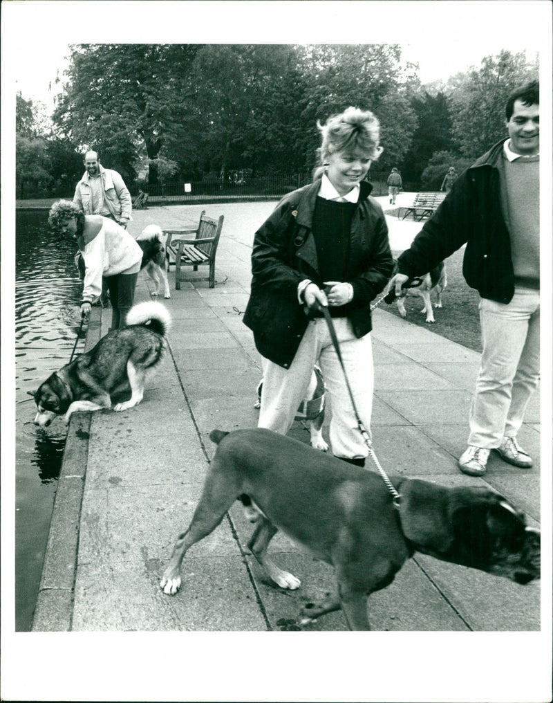 Dogs - Vintage Photograph