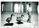 Dodo - Vintage Photograph