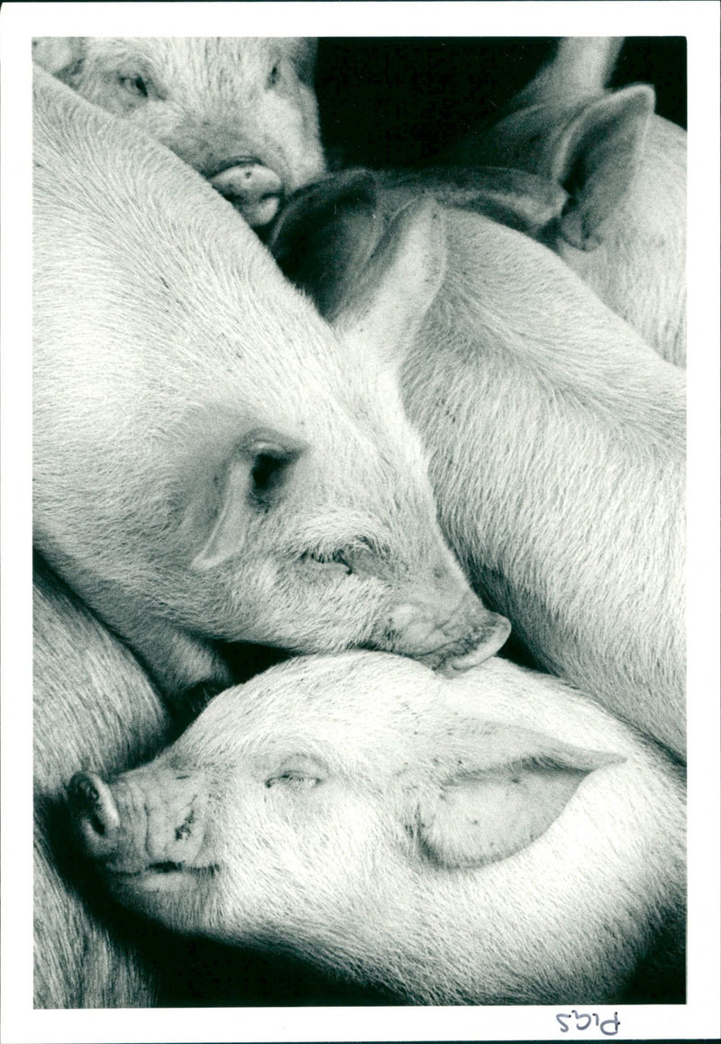 Piglets - Vintage Photograph