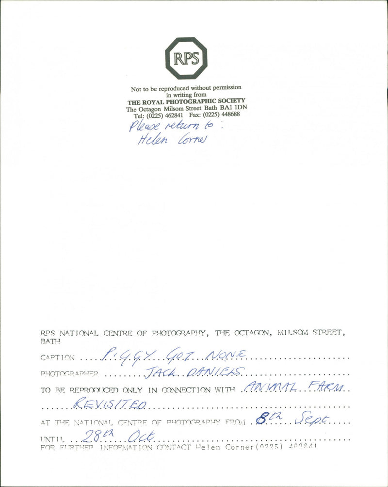 Pigs - Vintage Photograph