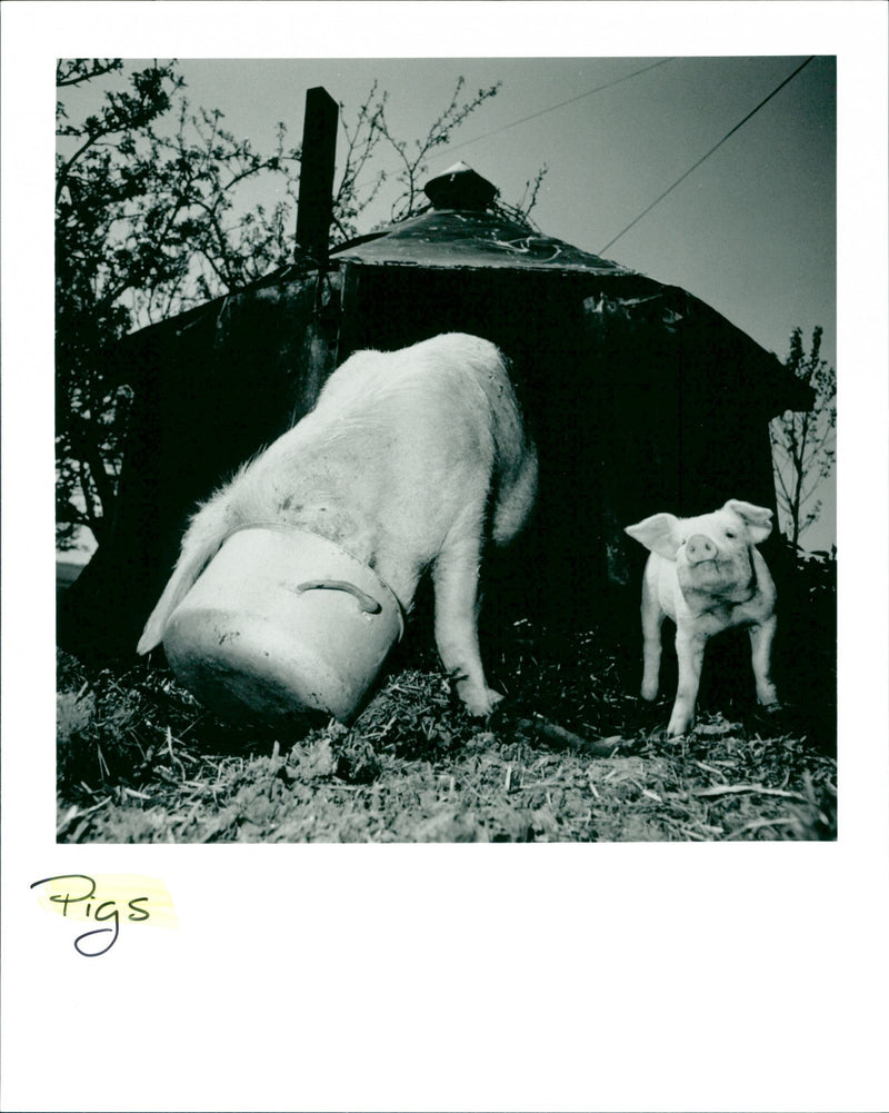 Pigs - Vintage Photograph