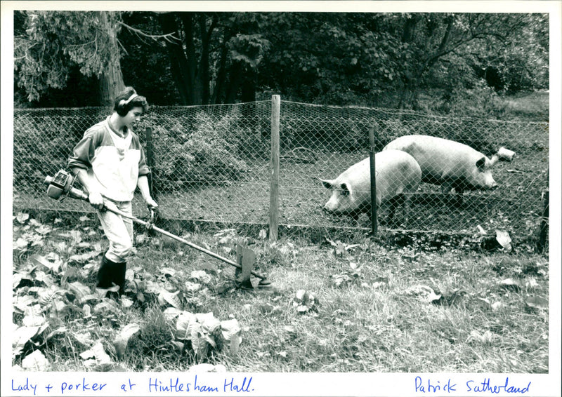 Pigs - Vintage Photograph