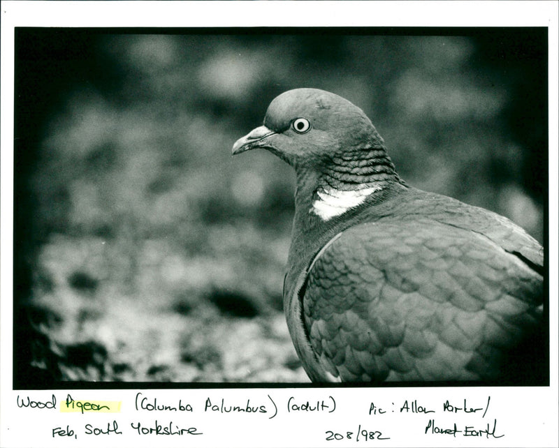 Pigeon - Vintage Photograph