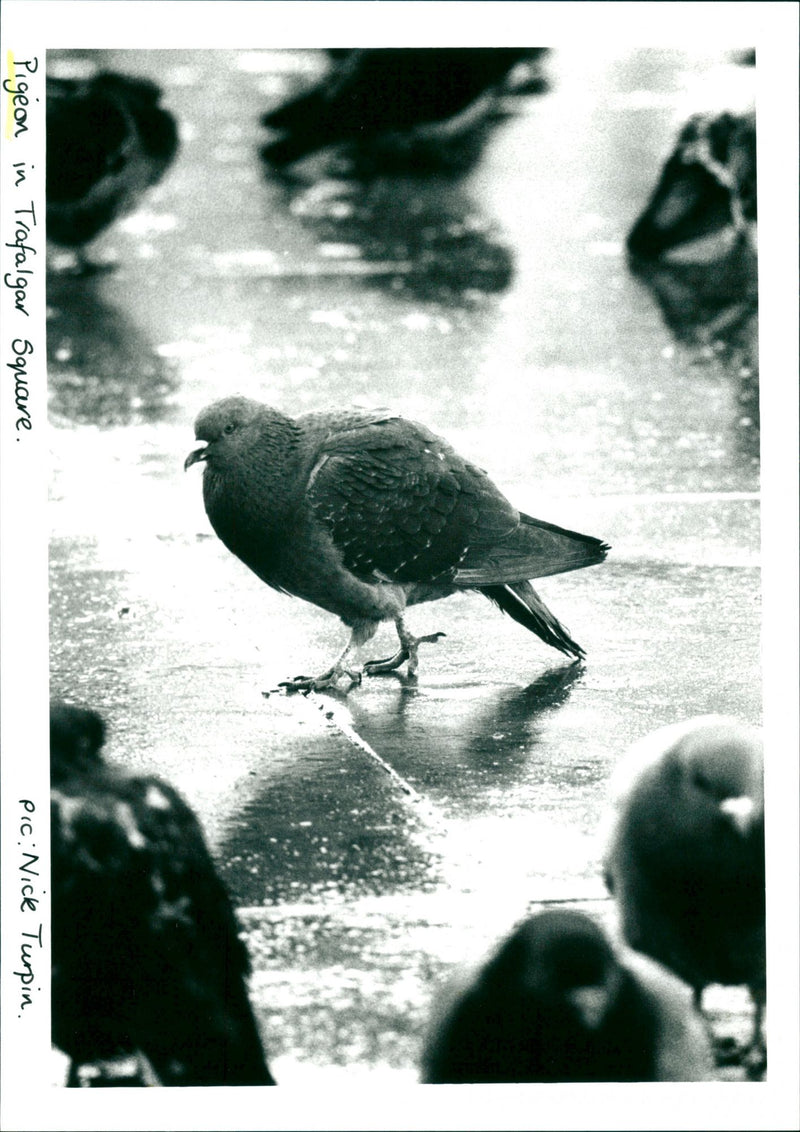 Pigeon - Vintage Photograph