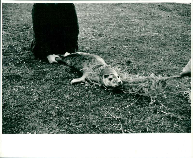 Plastic pollution - Vintage Photograph