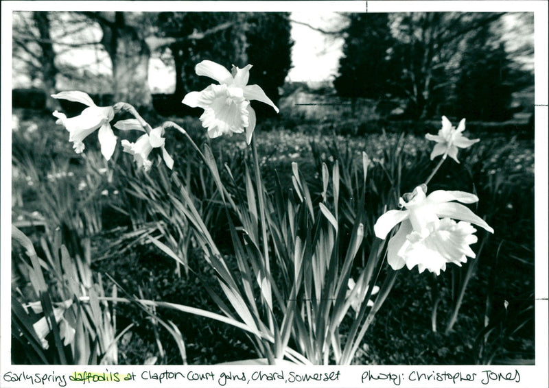 Daffodils - Vintage Photograph
