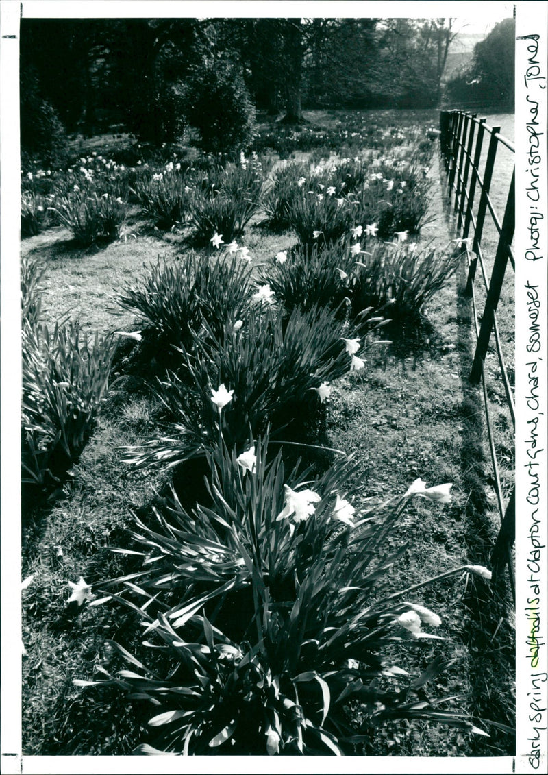 Daffodils - Vintage Photograph