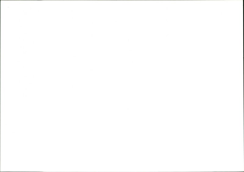 Daffodils - Vintage Photograph