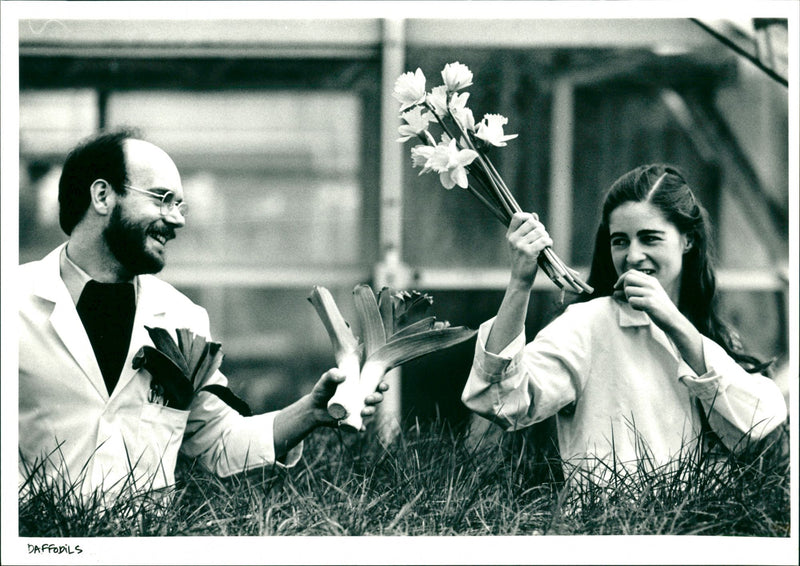 Daffodils - Vintage Photograph