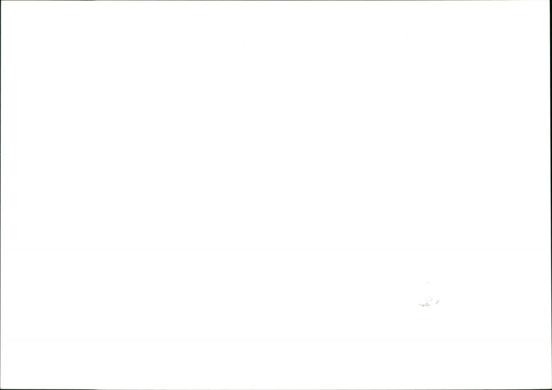 Daffodils - Vintage Photograph