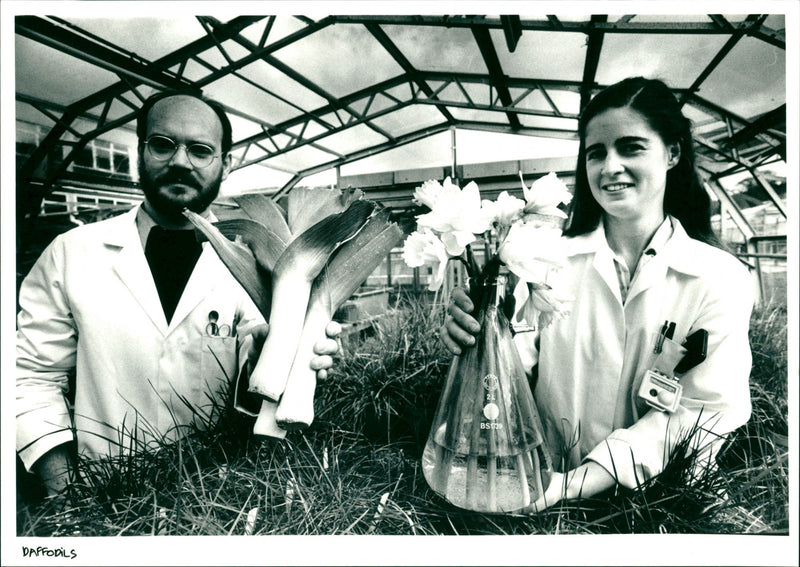 Daffodils - Vintage Photograph