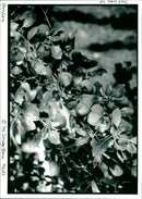 Damsons - Vintage Photograph