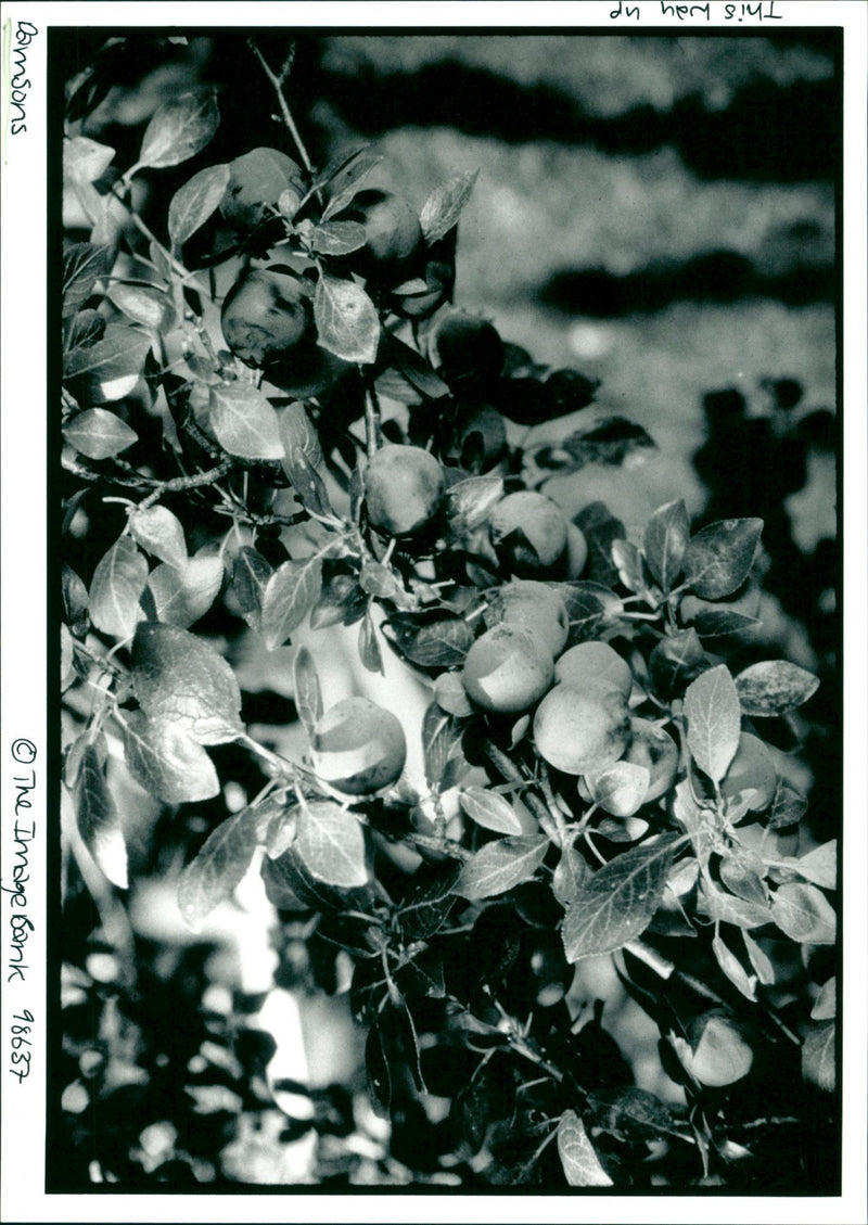 Damsons - Vintage Photograph
