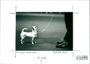 Crufts - Vintage Photograph