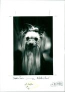 Crufts - Vintage Photograph