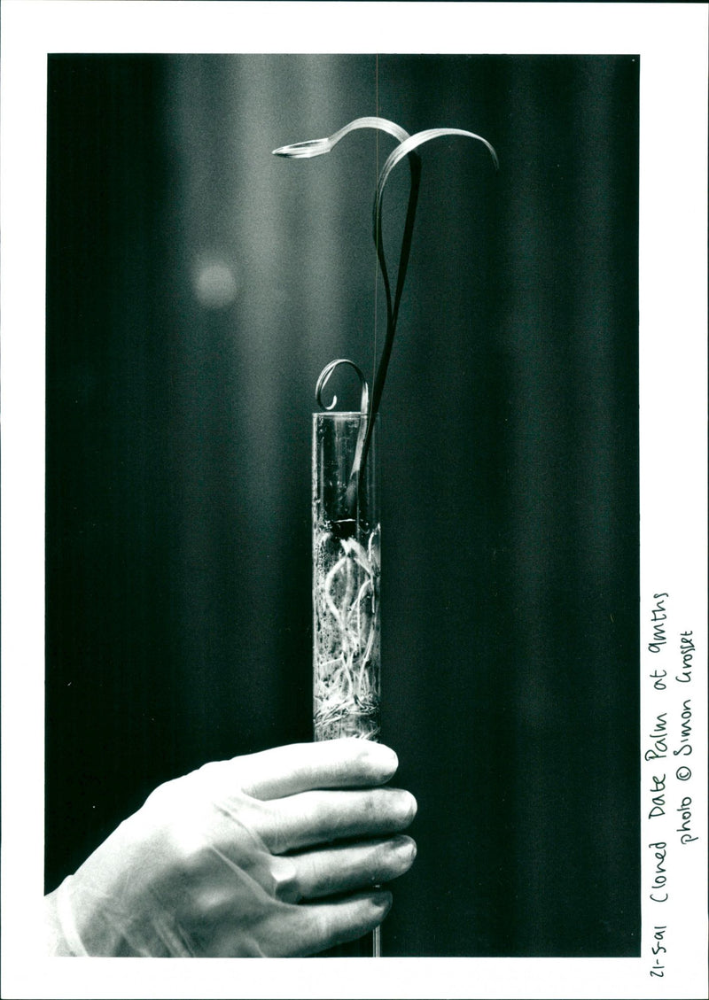 Date Palm - Vintage Photograph