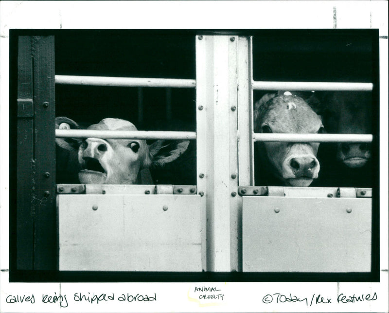 being shipped abroad ANIMAL CRUELTY Today / fla
23UN Err CHECKED 20 A - Vintage Photograph