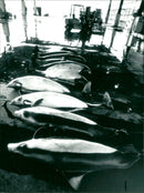 Nature Special: Whale Wars - Vintage Photograph
