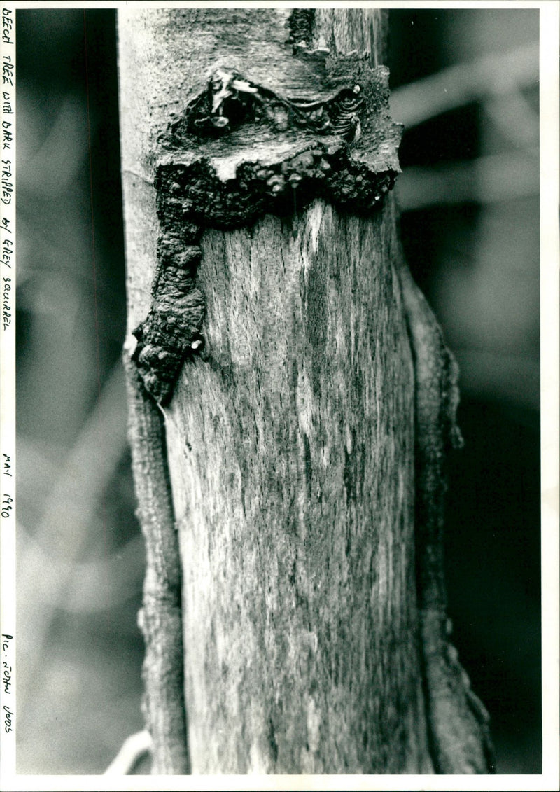 Squirrel Hopper - Vintage Photograph