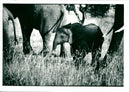 Elephant - Vintage Photograph
