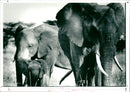 Elephant - Vintage Photograph