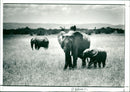 Elephants - Vintage Photograph