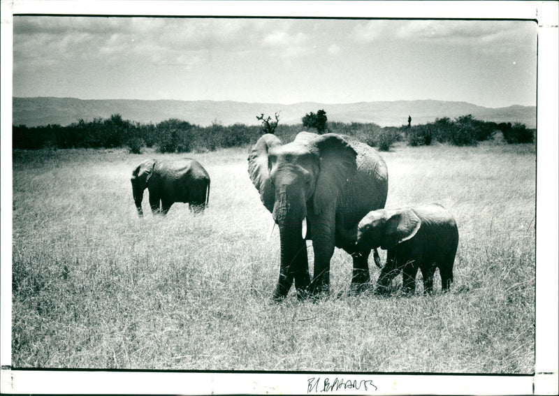 Elephants - Vintage Photograph