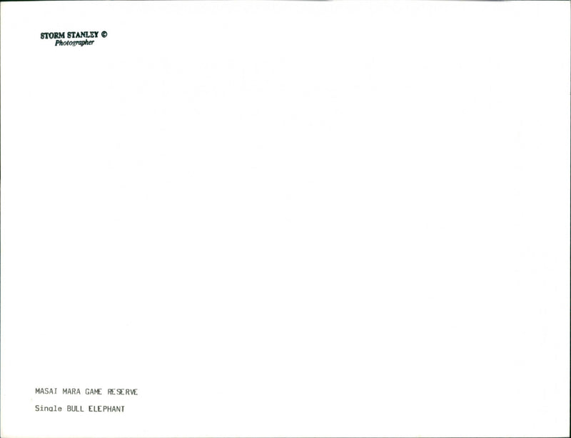 Elephants - Vintage Photograph