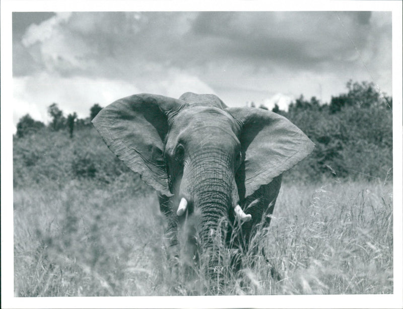 Elephants - Vintage Photograph