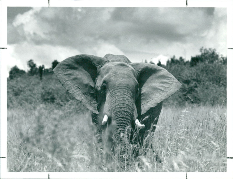 Elephant - Vintage Photograph