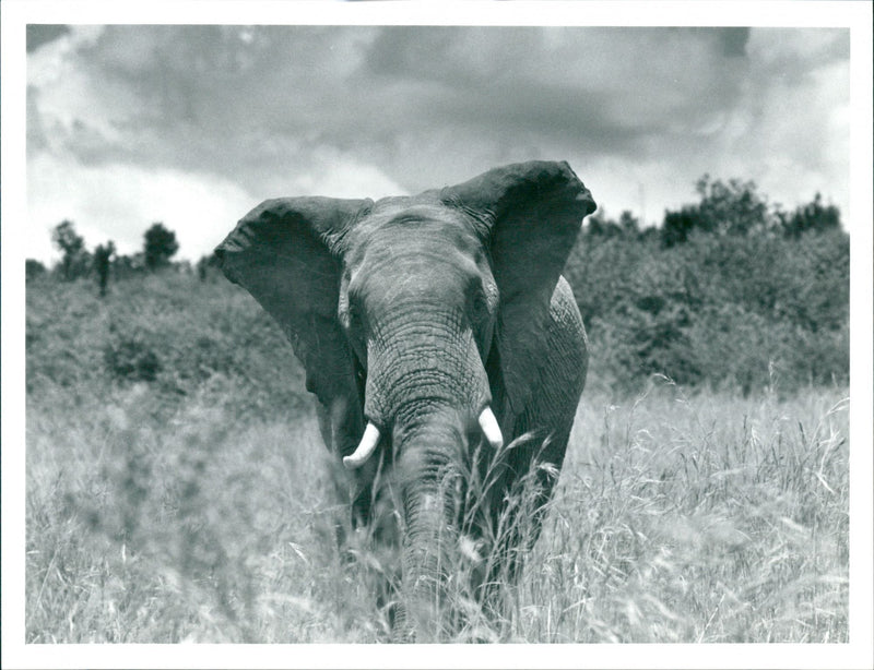Elephant - Vintage Photograph