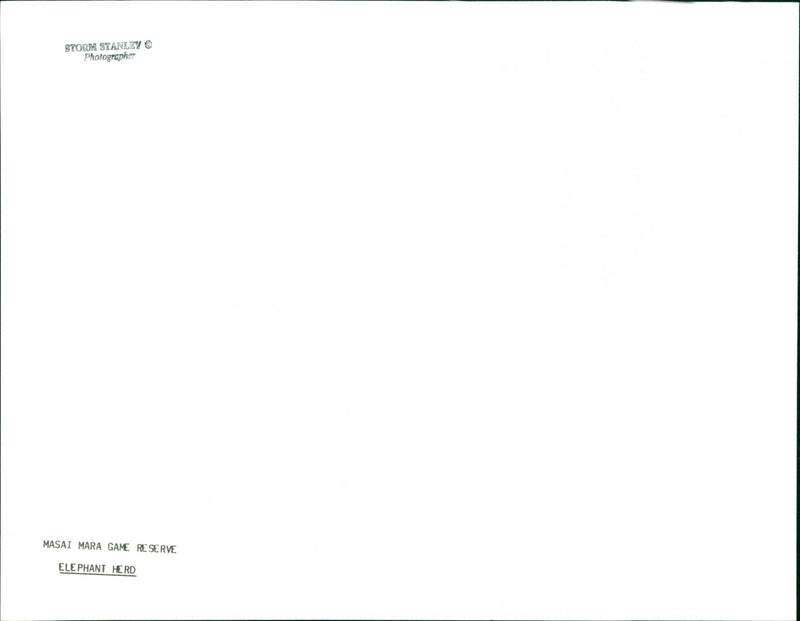 Elephant - Vintage Photograph