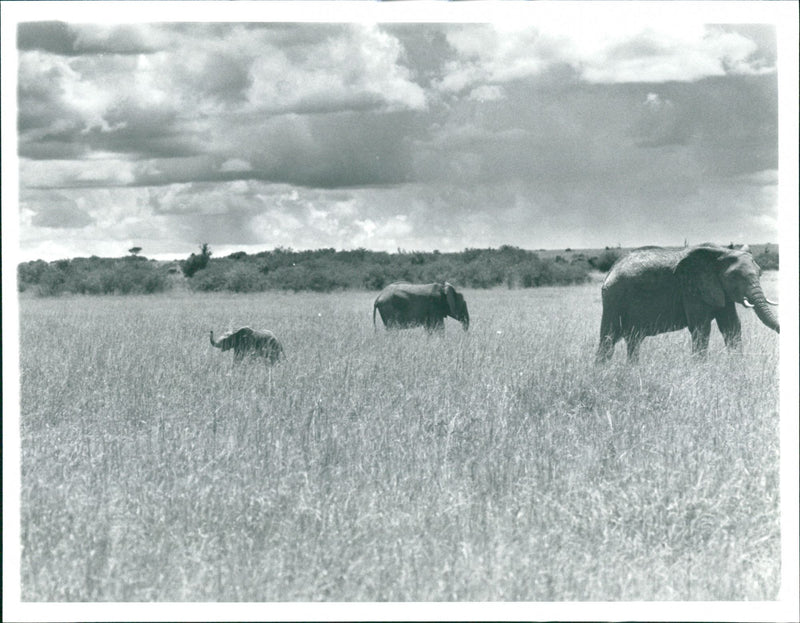 Elephant - Vintage Photograph