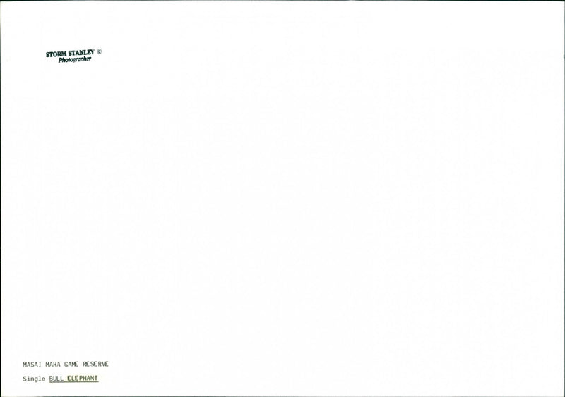 Elephant - Vintage Photograph