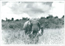 Elephant - Vintage Photograph