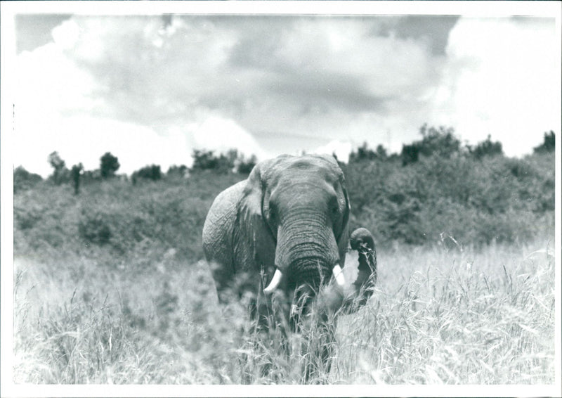 Elephant - Vintage Photograph