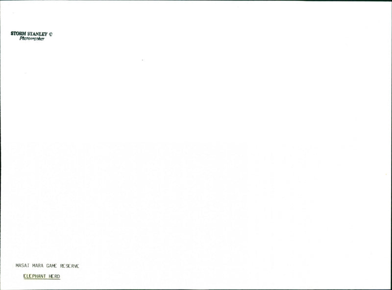 Elephant - Vintage Photograph