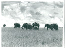 Elephant - Vintage Photograph