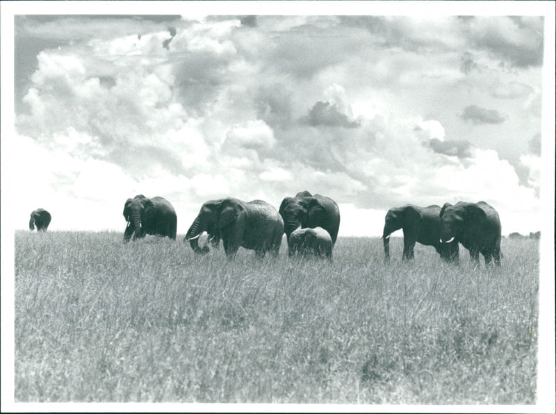 Elephant - Vintage Photograph