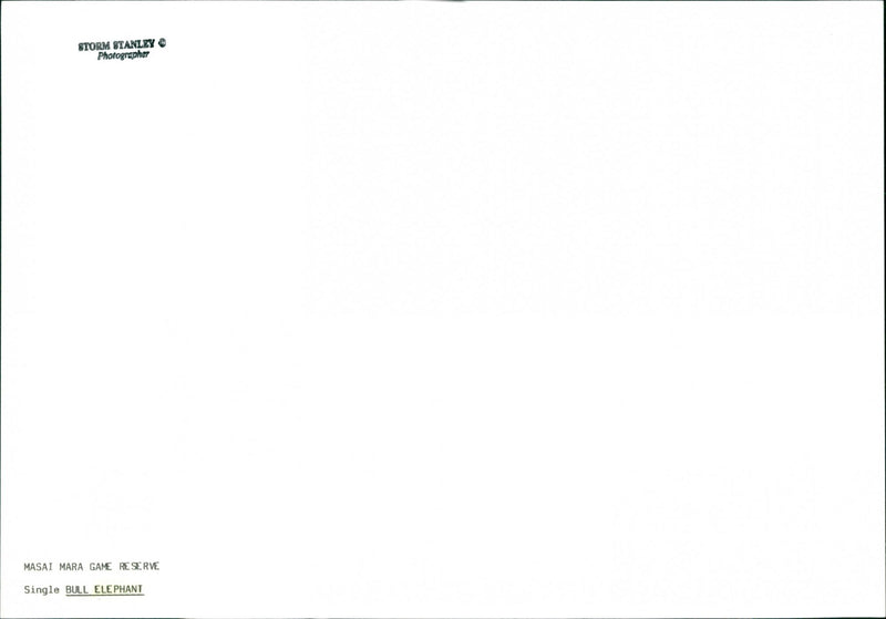 Elephant - Vintage Photograph