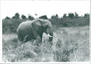 Elephant - Vintage Photograph