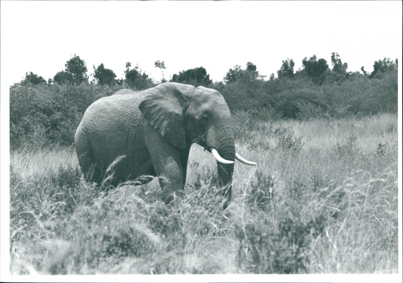 Elephant - Vintage Photograph