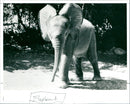 Elephant - Vintage Photograph