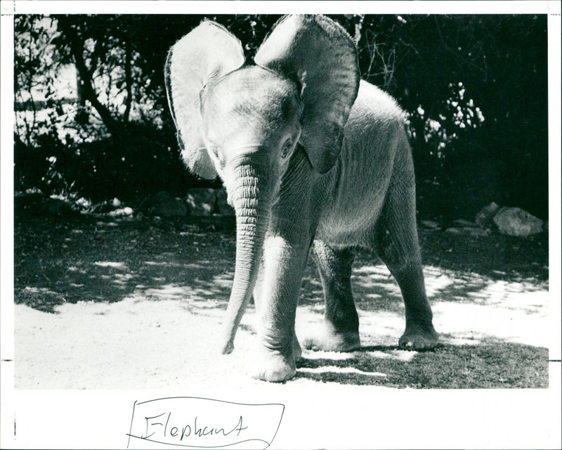 Elephant - Vintage Photograph
